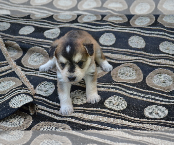 Medium Photo #4 Alaskan Klee Kai-Pomeranian Mix Puppy For Sale in GREENWOOD, WI, USA