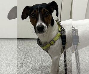 Jack Russell Terrier Dogs for adoption in Lancaster, PA, USA