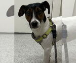 Small Jack Russell Terrier