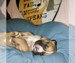 Small Photo #4 Boxer Puppy For Sale in Vail, AZ, USA