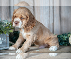 Cocker Spaniel Litter for sale in BALTIC, OH, USA