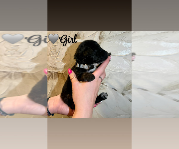 Medium Photo #10 Native American Indian Dog-Schnauzer (Giant) Mix Puppy For Sale in AMARILLO, TX, USA