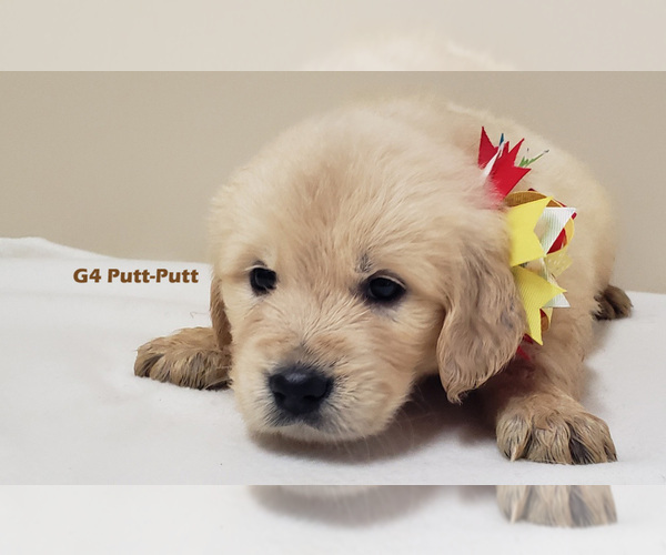 Medium Photo #4 Golden Retriever Puppy For Sale in MILFORD, MI, USA