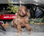 Small Photo #12 Labradoodle-Poodle (Miniature) Mix Puppy For Sale in MIDDLEBURY, IN, USA