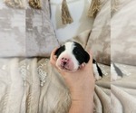 Small #12 Sheepadoodle
