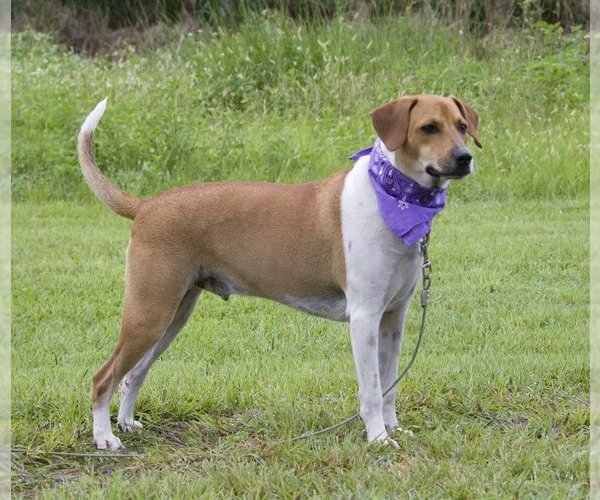 Medium Photo #7 Beagle-Unknown Mix Puppy For Sale in Sanford, FL, USA