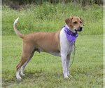 Small Photo #7 Beagle-Unknown Mix Puppy For Sale in Sanford, FL, USA