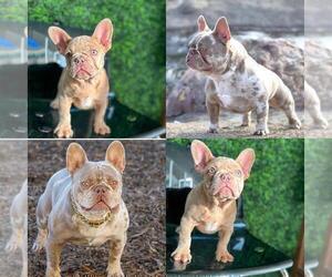 Father of the French Bulldog puppies born on 10/24/2022
