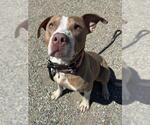 Small Labrador Retriever Mix