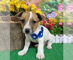 Image preview for Ad Listing. Nickname: Jack Russell