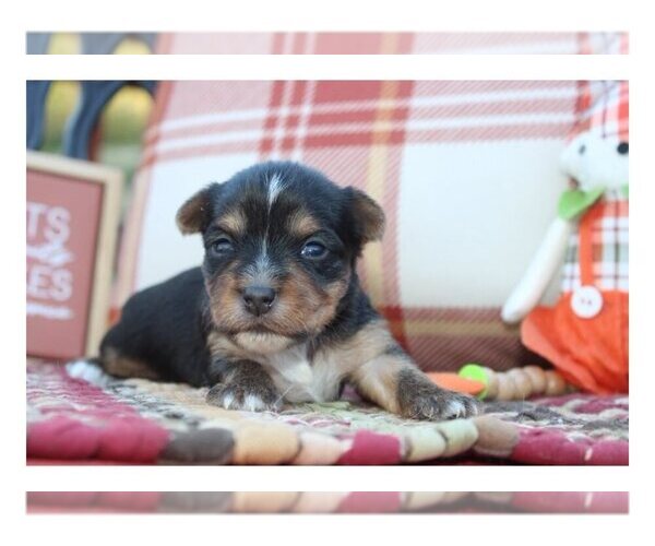 Medium Photo #1 Yorkshire Terrier Puppy For Sale in WHITE MILLS, KY, USA