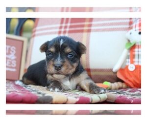 Yorkshire Terrier Puppy for sale in WHITE MILLS, KY, USA