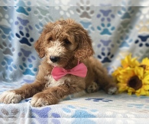 Goldendoodle (Miniature) Puppy for sale in LANCASTER, PA, USA