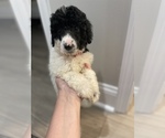 Small Photo #3 Poodle (Standard) Puppy For Sale in LEESBURG, GA, USA