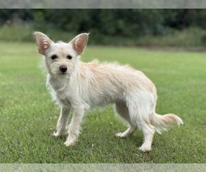 Mutt Dogs for adoption in PIPE CREEK, TX, USA