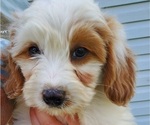 Small #10 Bernedoodle (Miniature)