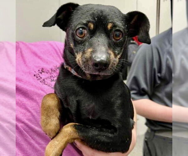 Medium Photo #3 Miniature Pinscher Puppy For Sale in Spring Lake, NC, USA