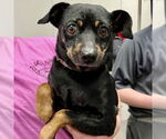 Small #2 Miniature Pinscher