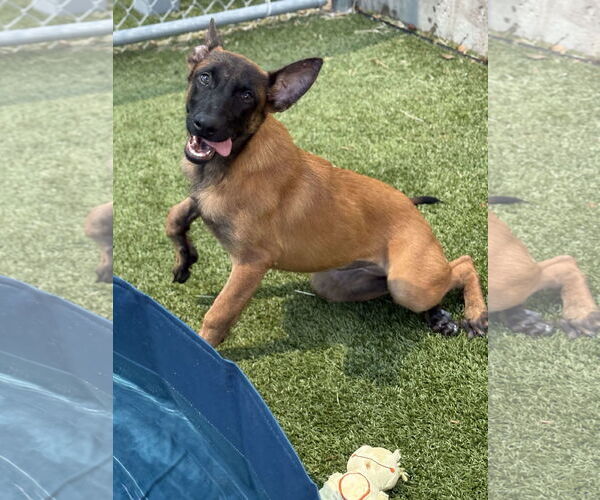 Medium Photo #5 Mutt Puppy For Sale in Woodbury, NY, USA