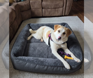 Golden Pyrenees Dogs for adoption in Genesee, WI, USA