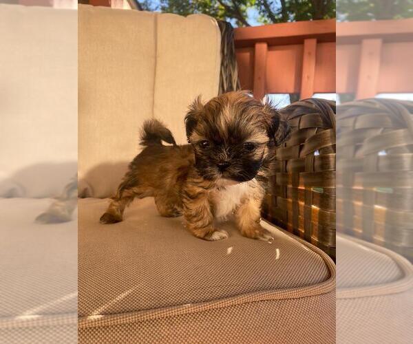 Medium Photo #3 Shih Tzu Puppy For Sale in AURORA, CO, USA