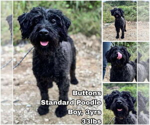 Poodle (Standard) Dogs for adoption in Seattle, WA, USA