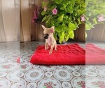 Small Photo #7 Chihuahua Puppy For Sale in NEW HAVEN, IN, USA