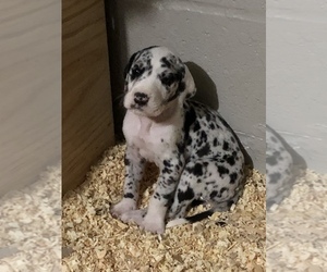 Great Dane Puppy for sale in RIVERVIEW, FL, USA