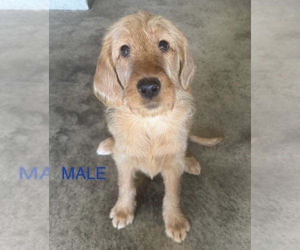 Medium Photo #2 Labradoodle Puppy For Sale in ALBUQUERQUE, NM, USA