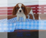 Puppy Charlie Cavalier King Charles Spaniel