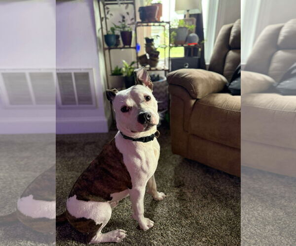 Medium Photo #3 American Pit Bull Terrier-Unknown Mix Puppy For Sale in Derwood, MD, USA