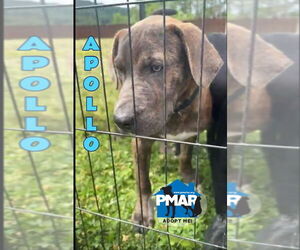 Catahoula Leopard Dog-Unknown Mix Dogs for adoption in Binghamton, NY, USA
