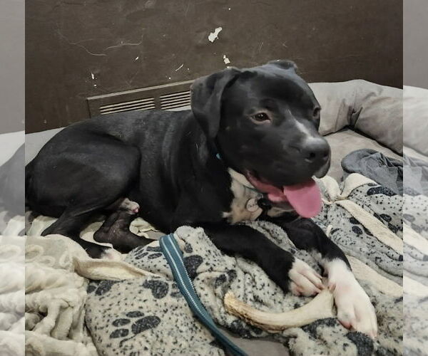 Medium Photo #2 American Staffordshire Terrier-Unknown Mix Puppy For Sale in Sykesville, MD, USA