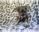 Small #4 Schnauzer (Miniature)