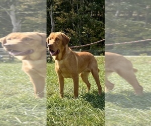 Father of the Labrador Retriever puppies born on 03/14/2026
