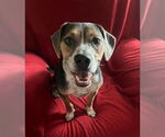 Small #12 Mountain Cur Mix