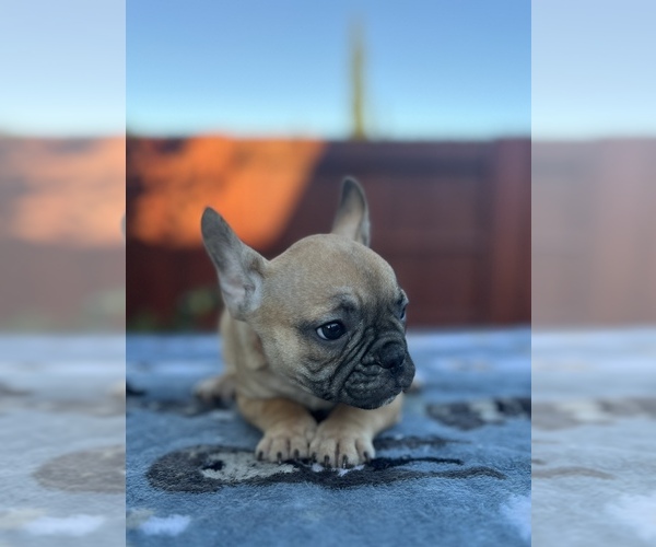 Medium Photo #2 French Bulldog Puppy For Sale in SACRAMENTO, CA, USA