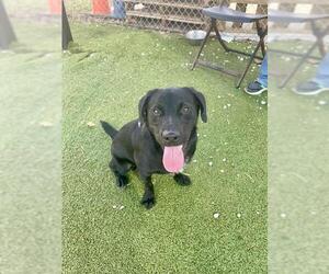 Labrador Retriever-Unknown Mix Dogs for adoption in Pasadena, TX, USA