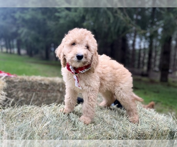 Medium Photo #5 Poodle (Standard) Puppy For Sale in WILSONVILLE, OR, USA