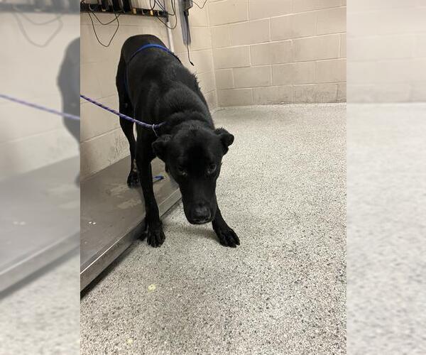 Medium Photo #1 Labrador Retriever-Unknown Mix Puppy For Sale in Conroe, TX, USA