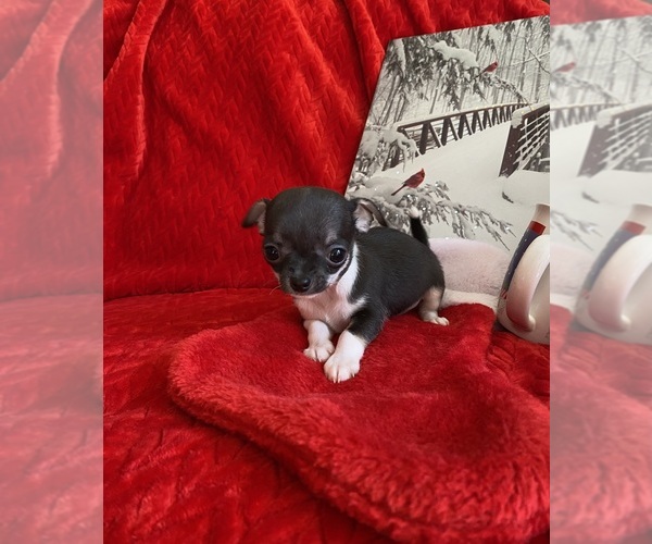 Medium Photo #5 Chihuahua Puppy For Sale in GROVE, OK, USA