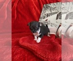 Small Photo #5 Chihuahua Puppy For Sale in GROVE, OK, USA