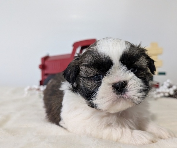 Medium Photo #43 Shih Tzu Puppy For Sale in GOSHEN, IN, USA
