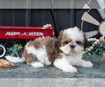 Puppy Cutie Shih Tzu