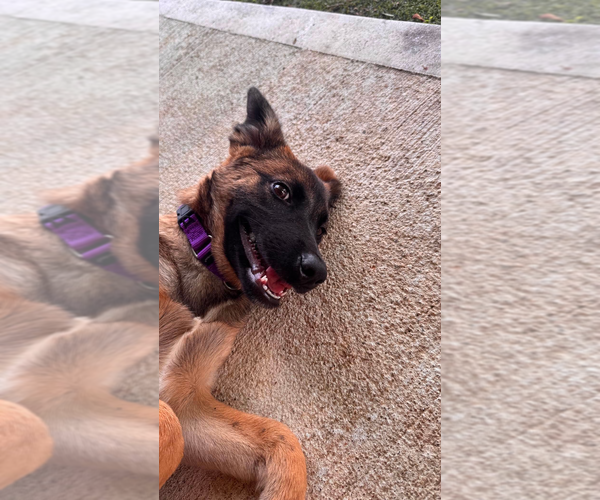 Medium Photo #2 Mutt Puppy For Sale in Imlay City, MI, USA