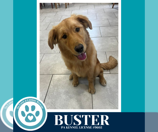 Medium Photo #1 Golden Retriever-Unknown Mix Puppy For Sale in Kimberton, PA, USA