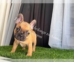 Small #9 French Bulldog
