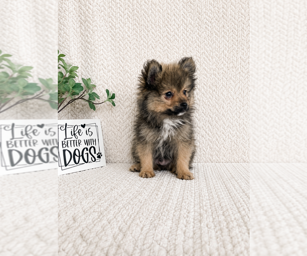 Medium Photo #3 Pomeranian Puppy For Sale in INDIANAPOLIS, IN, USA