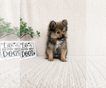 Small #2 Pomeranian