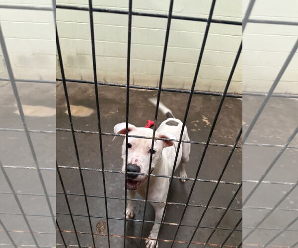 Medium Photo #2 Staffordshire Bull Terrier-Unknown Mix Puppy For Sale in Jackson, MS, USA